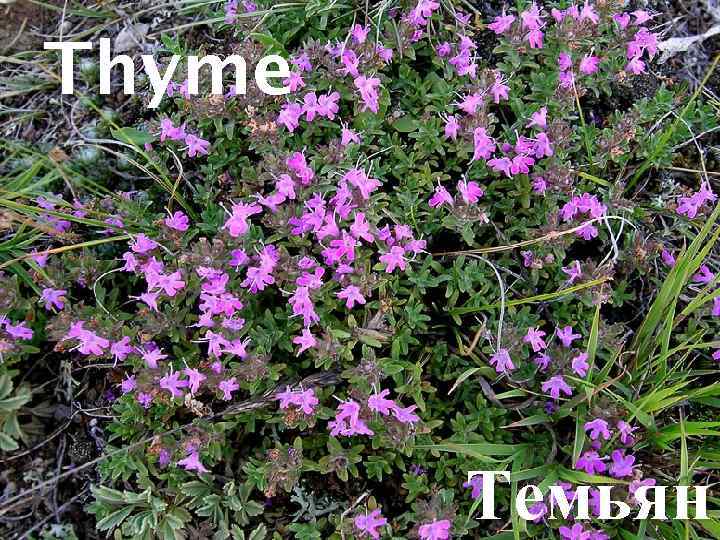 Thyme Темьян 