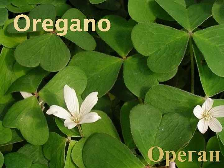 Oregano Ореган 