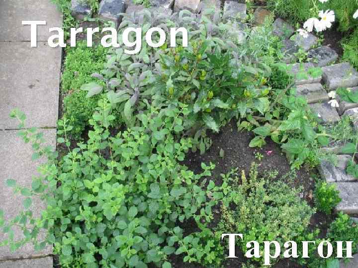 Tarragon Тарагон 