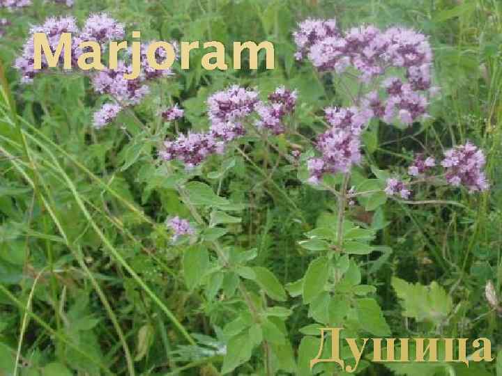 Marjoram Душица 