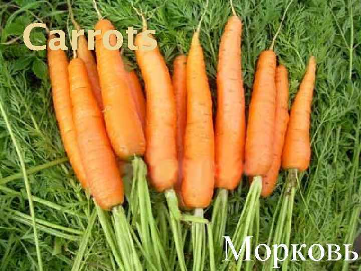 Carrots Морковь 