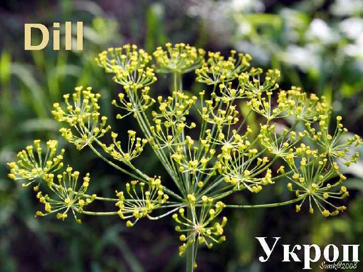 Dill Укроп 