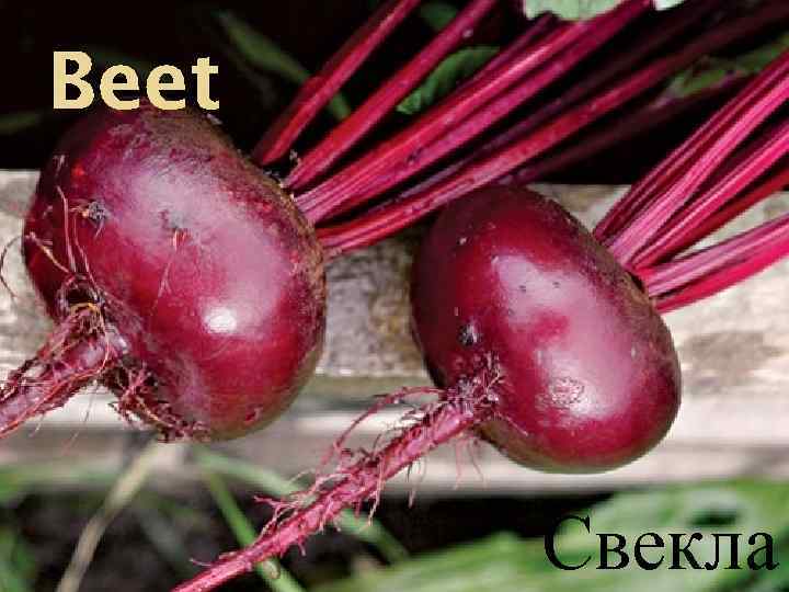 Beet Свекла 