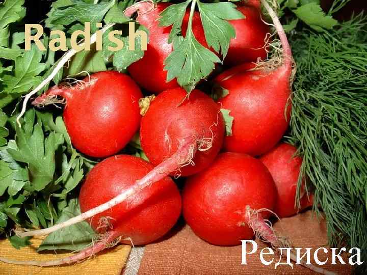 Radish Редиска 