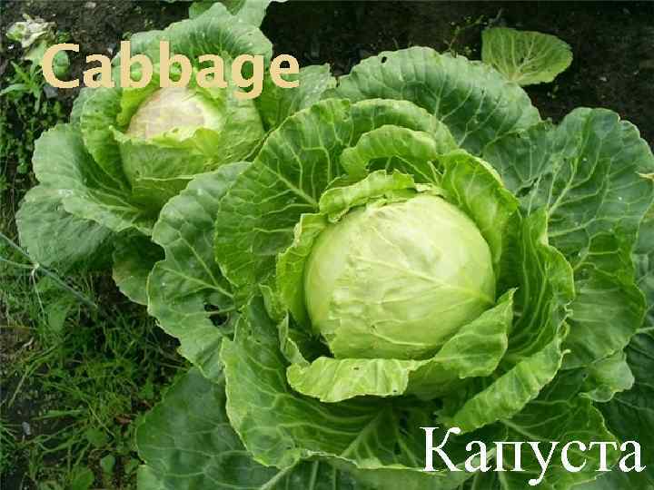 Cabbage Капуста 