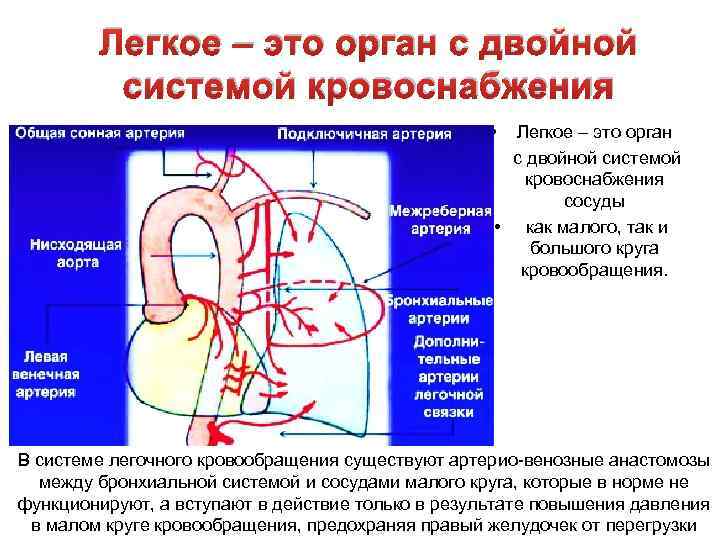 Легкое – это орган с двойной системой кровоснабжения • Легкое – это орган •