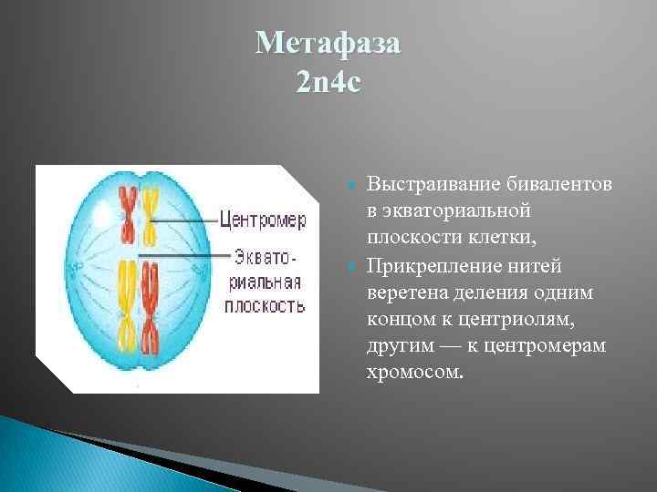 Метафаза 2 n 4 c Выстраивание бивалентов в экваториальной плоскости клетки, Прикрепление нитей веретена