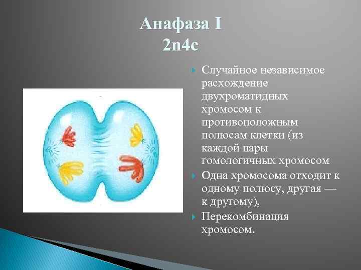 Анафаза I 2 n 4 c Случайное независимое расхождение двухроматидных хромосом к противоположным полюсам