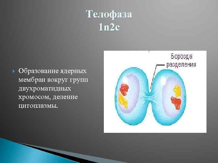 Телофаза 1 n 2 c Образование ядерных мембран вокруг групп двухроматидных хромосом, деление цитоплазмы.
