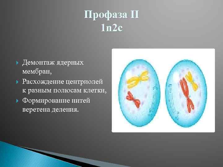 Профаза II 1 n 2 c Демонтаж ядерных мембран, Расхождение центриолей к разным полюсам