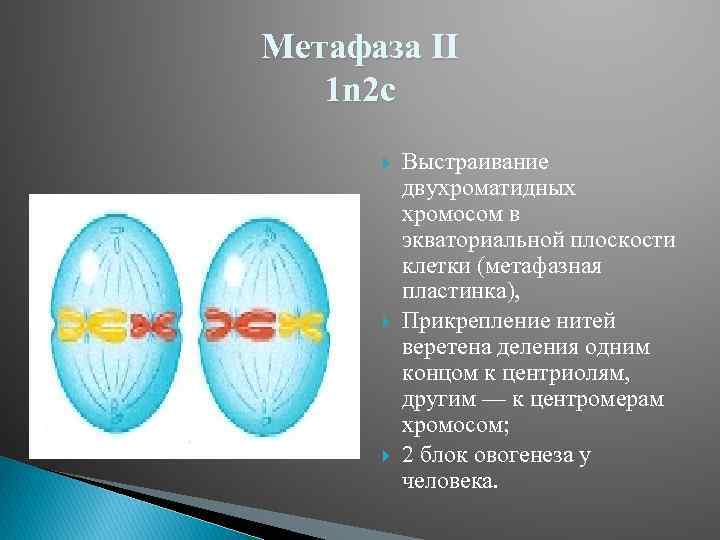 Деление метафазы. Метафаза 2 мейоза набор хромосом. 2. Метафаза II,. Метафаза 2 набор хромосом. Метафаза мейоза 2 хромосомный набор.