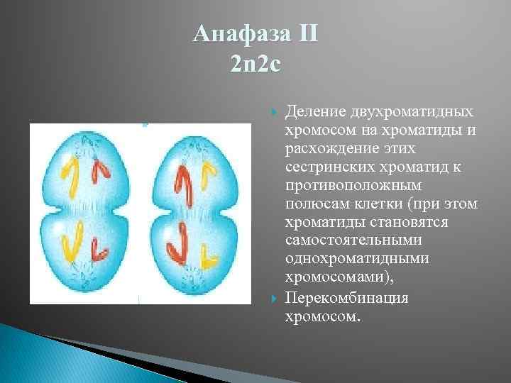 Анафаза II 2 n 2 c Деление двухроматидных хромосом на хроматиды и расхождение этих