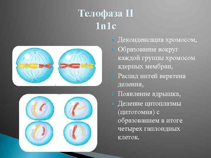 Телофаза II 1 n 1 c Деконденсация хромосом, Образование вокруг каждой группы хромосом ядерных