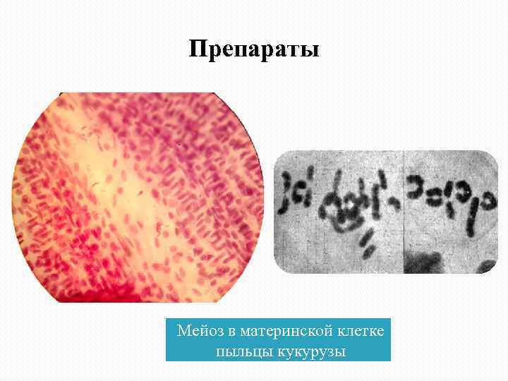 Препараты Мейоз в материнской клетке пыльцы кукурузы 