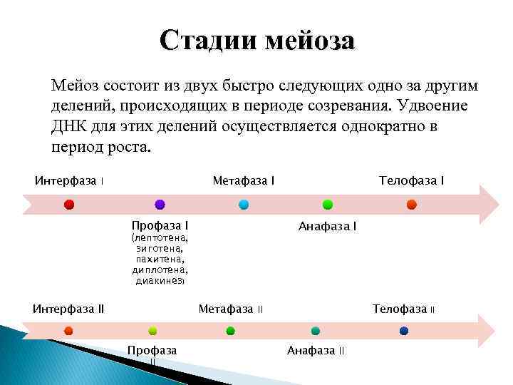 Следующая быстро. Удвоение ДНК происходит в какой фазе мейоза. 3 Стадии период созревания мейоз. В процессе мейоза удвоение ДНК происходит в какой фазе. При мейозе происходит одно деление два быстро следующих одно.