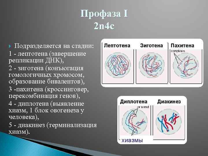 Профаза I 2 n 4 c Подразделяется на стадии: 1 - лептотена (завершение репликации