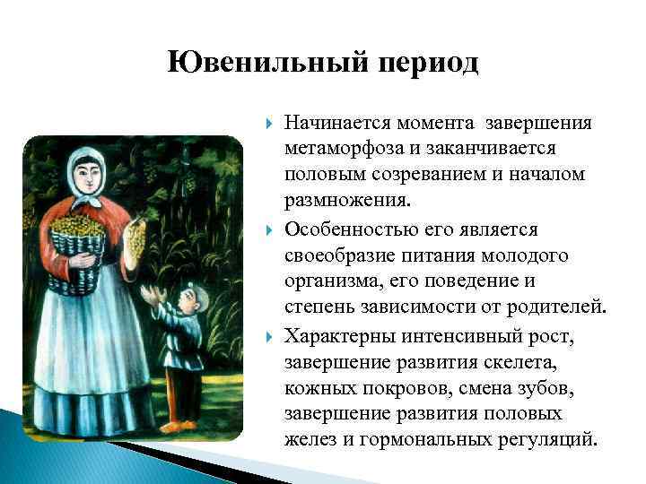 Ювенильный период Начинается момента завершения метаморфоза и заканчивается половым созреванием и началом размножения. Особенностью