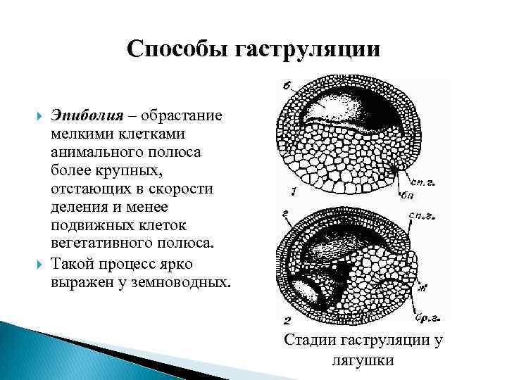 Способы гаструляции Эпиболия – обрастание мелкими клетками анимального полюса более крупных, отстающих в скорости