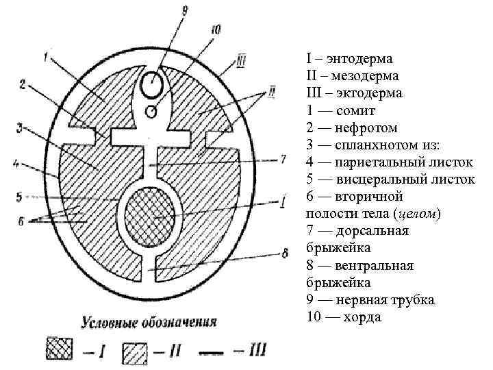 I – энтодерма II – мезодерма III – эктодерма 1 — сомит 2 —