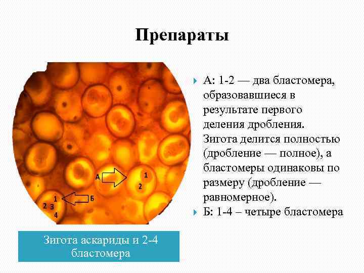 Препараты Зигота аскариды и 2 -4 бластомера А: 1 -2 — два бластомера, образовавшиеся