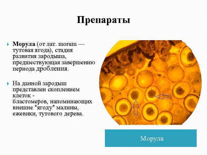 Препараты Морула (от лат. morum — тутовая ягода), стадия развития зародыша, предшествующая завершению периода