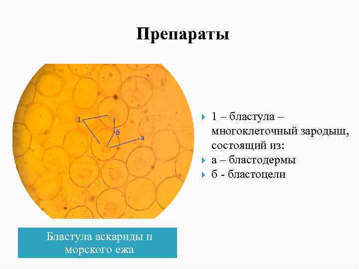 Препараты Бластула аскариды и морского ежа 1 – бластула – многоклеточный зародыш, состоящий из:
