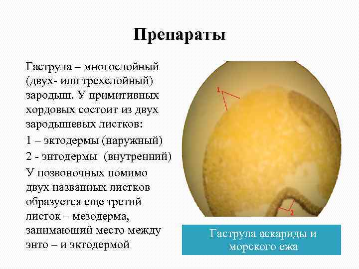 Препараты Гаструла – многослойный (двух- или трехслойный) зародыш. У примитивных хордовых состоит из двух