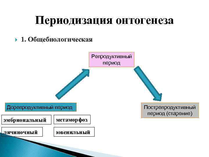 Периодизация онтогенеза 1. Общебиологическая Репродуктивный период Дорепродуктивный период эмбриональный метаморфоз личиночный ювенильный Пострепродуктивный период
