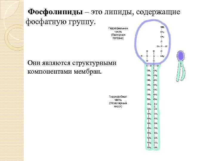  Фосфолипиды – это липиды, содержащие фосфатную группу. Они являются структурными компонентами мембран. 