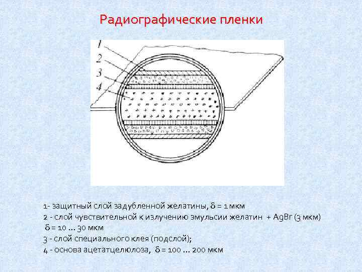 Радиографические пленки 1 - защитный слой задубленной желатины, = 1 мкм 2 - слой