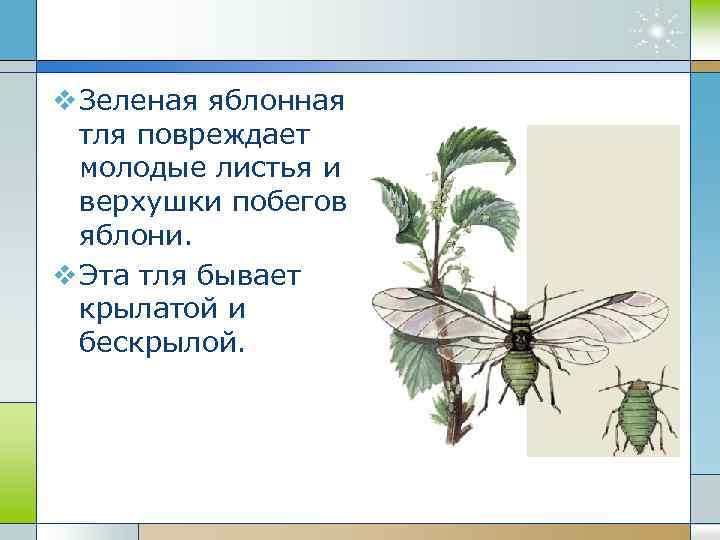 v Зеленая яблонная тля повреждает молодые листья и верхушки побегов яблони. v Эта тля