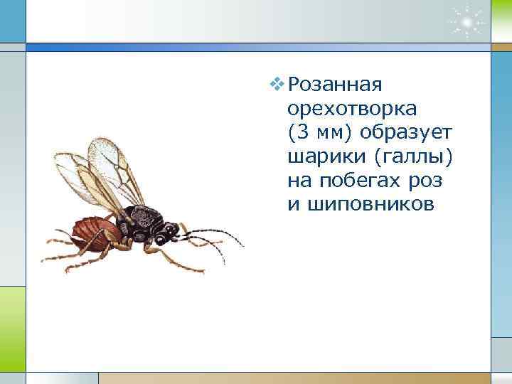 v Розанная орехотворка (3 мм) образует шарики (галлы) на побегах роз и шиповников 