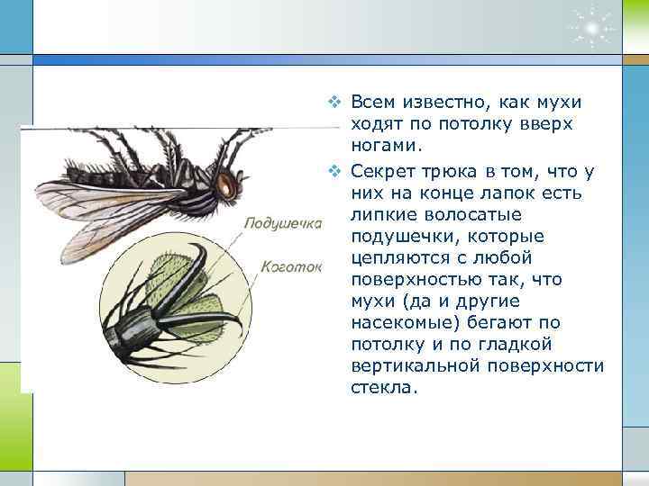 v Всем известно, как мухи ходят по потолку вверх ногами. v Секрет трюка в