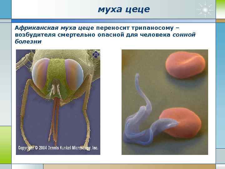 муха цеце Африканская муха цеце переносит трипаносому – возбудителя смертельно опасной для человека сонной