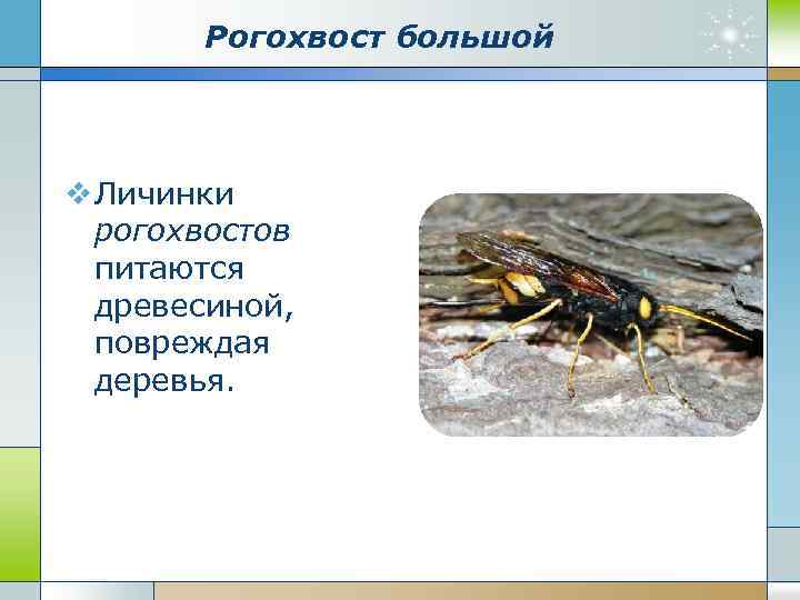 Рогохвост большой v Личинки рогохвостов питаются древесиной, повреждая деревья. 