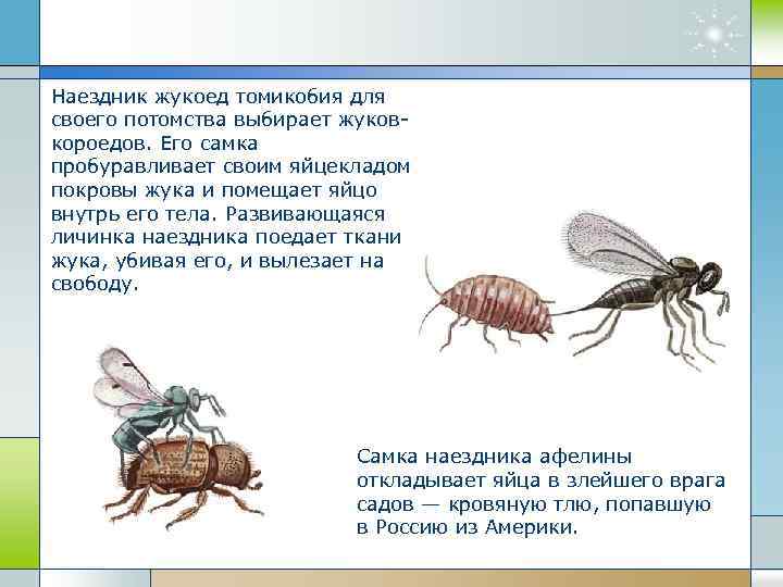 Наездник жукоед томикобия для своего потомства выбирает жуковкороедов. Его самка пробуравливает своим яйцекладом покровы