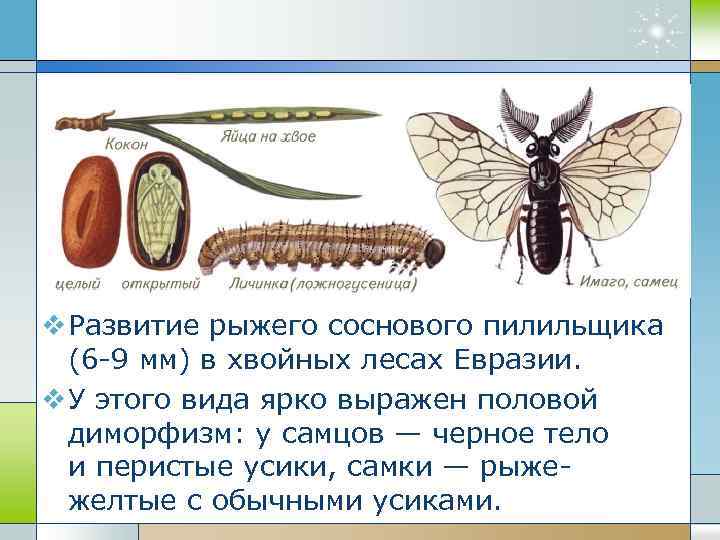 v Развитие рыжего соснового пилильщика (6 -9 мм) в хвойных лесах Евразии. v У