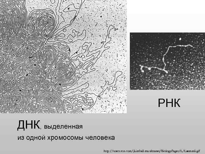 РНК ДНК, выделенная из одной хромосомы человека http: //users. rcn. com/jkimball. ma. ultranet/Biology. Pages/L/Laemmli.