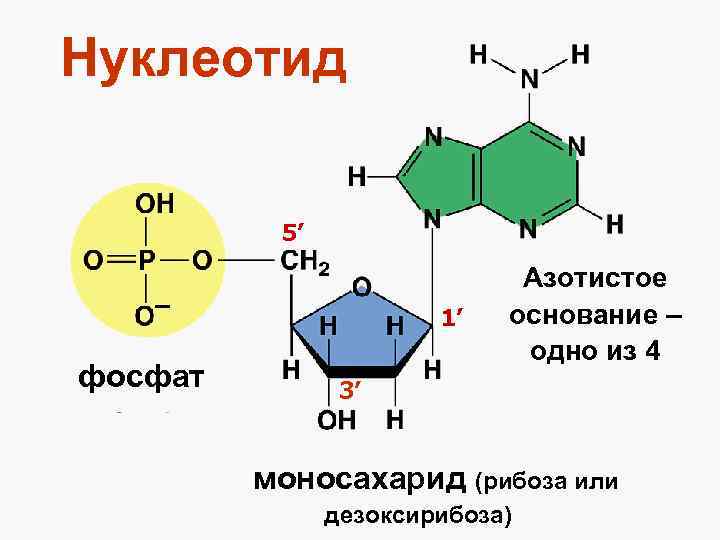 Нуклеотид 5’ 1’ фосфат Азотистое основание – одно из 4 3’ моносахарид (рибоза или