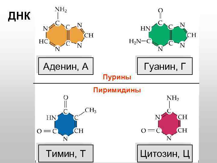 ДНК Аденин, А Гуанин, Г Пурины Пиримидины Тимин, Т Цитозин, Ц 