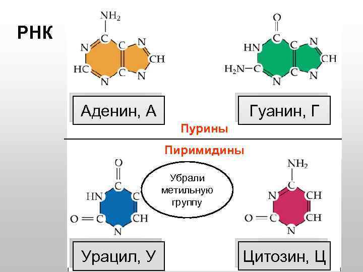 РНК ДНК Аденин, А Гуанин, Г Пурины Пиримидины Убрали метильную группу Тимин, У Урацил,