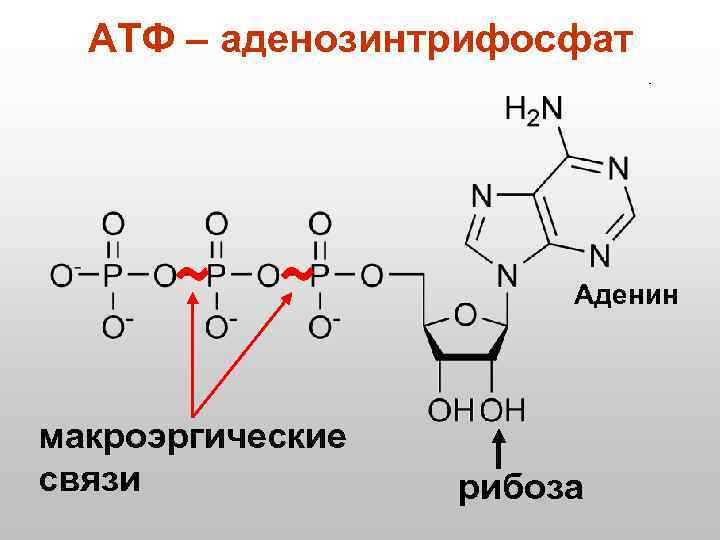 АТФ – аденозинтрифосфат Аденин макроэргические связи рибоза 