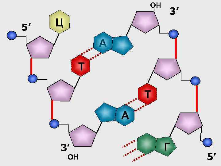 НО Ц 5’ 3’ A Т Т 3’ ОН 5’ 3’ ОН A Г