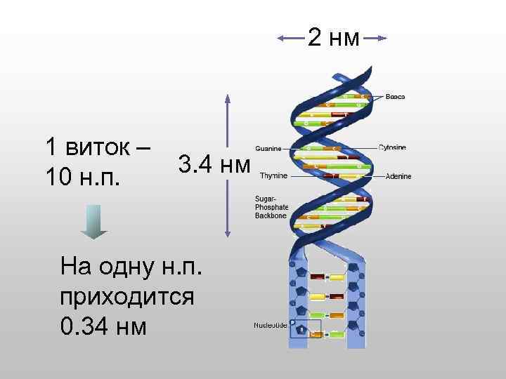 2 нм 1 виток – 10 н. п. 3. 4 нм На одну н.