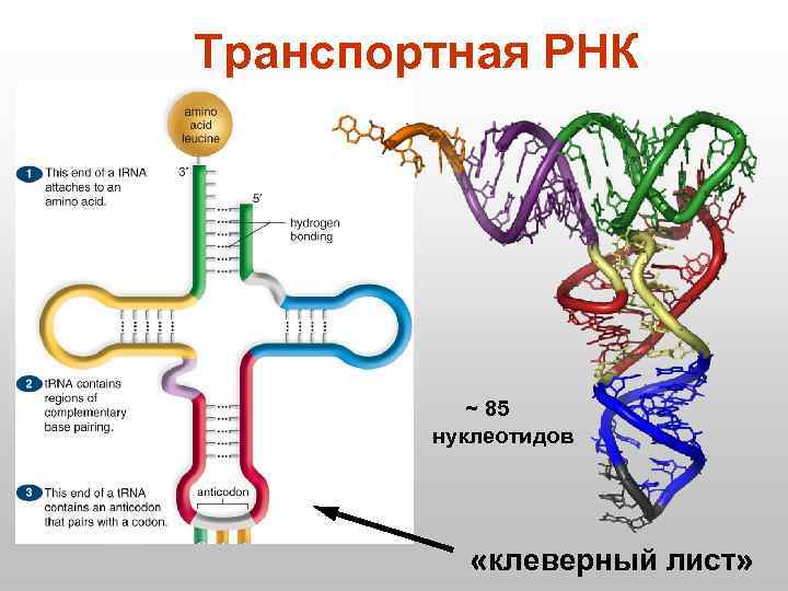 Транспортная РНК ~ 85 нуклеотидов «клеверный лист» 