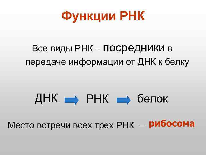 Функции РНК Все виды РНК – посредники в передаче информации от ДНК к белку