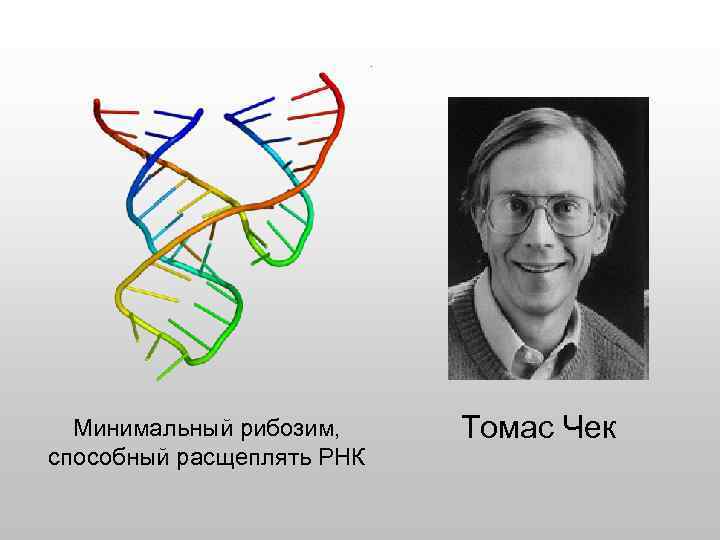 Минимальный рибозим, способный расщеплять РНК Томас Чек 