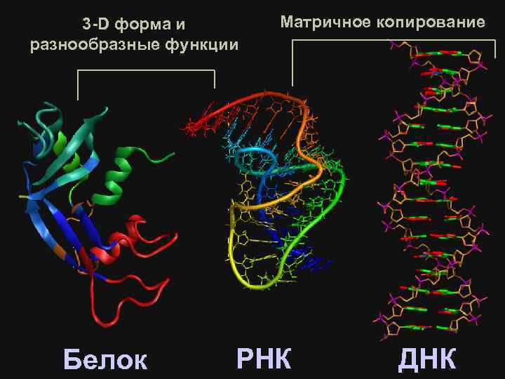 3 -D форма и разнообразные функции Белок Матричное копирование РНК ДНК 