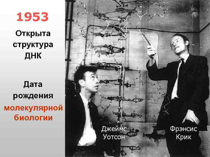 1953 Открыта структура ДНК Дата рождения молекулярной биологии Джеймс Уотсон Фрэнсис Крик 