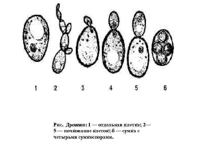 Клетка дрожжей рисунок